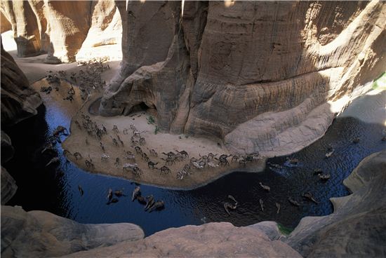 사하라 사막 아르쉐 오아시스의 낙타떼 ⓒ조지 스타인메츠(George Steinmetz)/내셔널지오그래픽