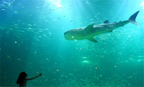 제주 아쿠아플라넷 대형수조에서 유영하는 고래상어모습