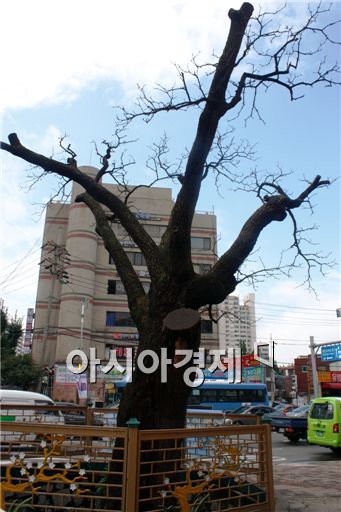 최근 고사 판정을 받은 인천 서구 가좌동의 300년 된 음나무. /노승환 기자 todif77@