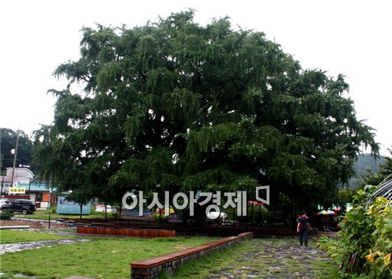 800년의 수령을 자랑하는 인천 남동구 장수동 은행나무. 둘레 8.6m, 높이 30m에 이르는 국내 몇 안 되는 거목이다. /노승환 기자 todif77@
