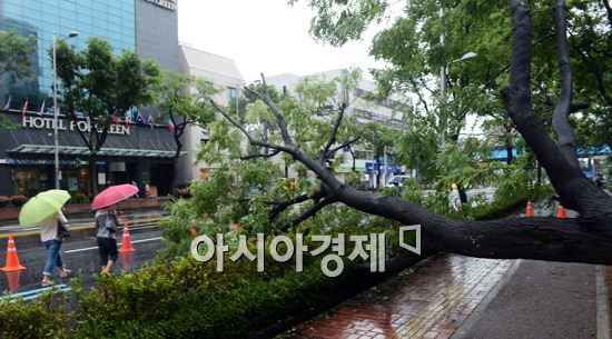 [포토]강풍에 쓰러진 가로수