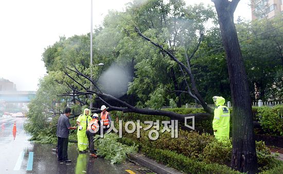 [포토]도로에 쓰러진 가로수