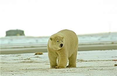 북극 얼음, 온난화로 역대 최저치