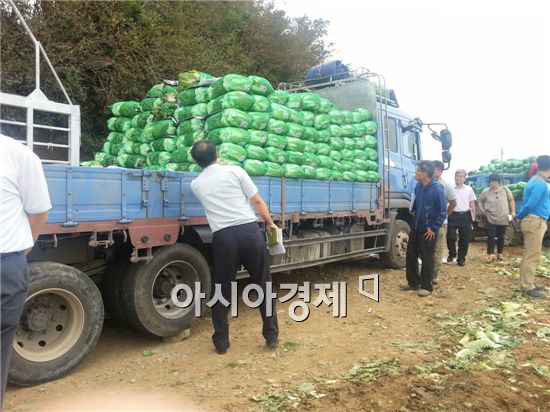 강릉 배추밭 현장… "여름 배추, 제 값에 사주세요"