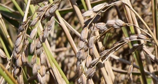 벼 재배 면적 10% 백수病..쌀 생산 '타격'