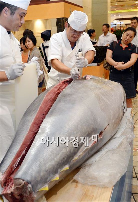 [포토]250kg 대형참치 해체 시범