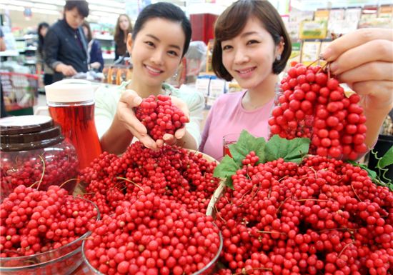 ▲롯데마트가 13일부터 경북 문경에서 처음 수확한 생 오미자를 판매한다.