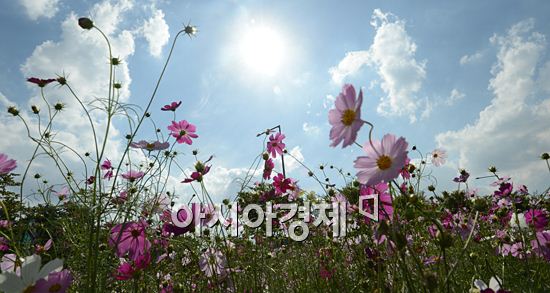 [포토] 가을 하늘 코스모스