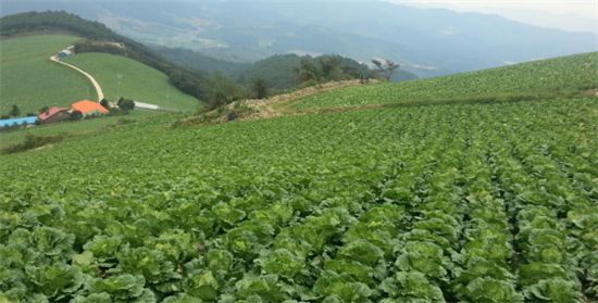 밭에선 350원, 트럭타면 1000원..'배추값 멀미' 없애라