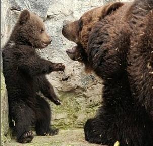 혼나는 아기곰 (사진:온라인 커뮤니티)