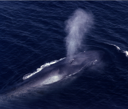 희귀고래 포착 "지구상 가장 큰 동물"