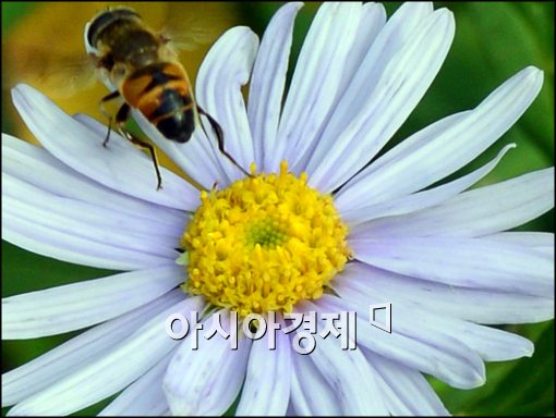 [포토]꿀벌의 여행