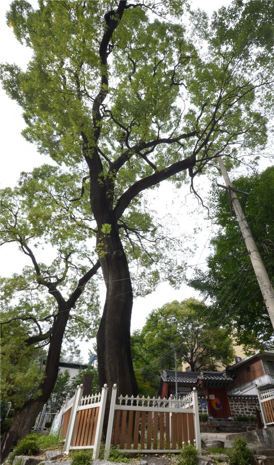 공민왕 사당을 지키고 서있는 수령 180년 된 회화나무 