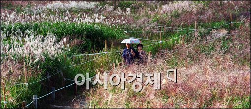 [포토]억새 산책로 걷는 시민들