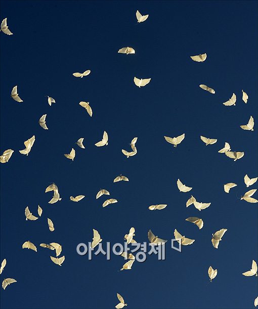 [포토]파란하늘과 하얀 비둘기