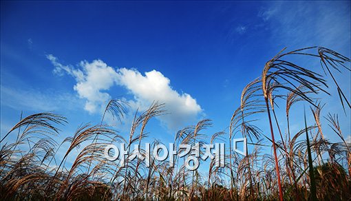 [포토]파란가을 하늘과 억새