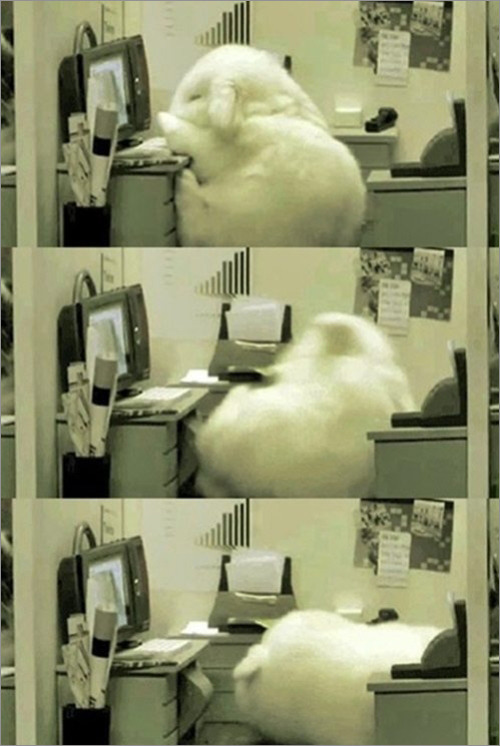 일하기 싫은 토끼(출처: 온라인 커뮤니티) 