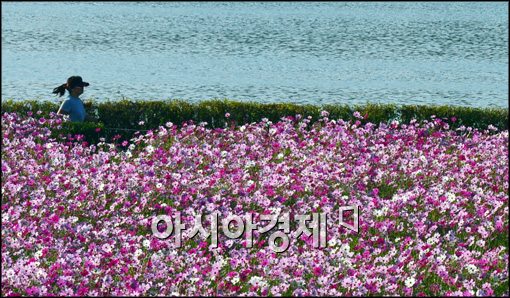[포토]만개한 코스모스
