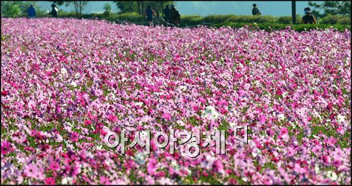 [포토]활짝 핀 코스모스