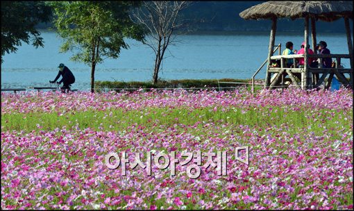 [포토]구리 한강변 코스모스 만개