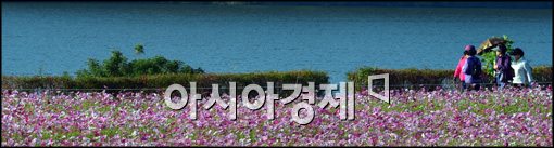 [포토]구리 한강변, 코스모스 활짝