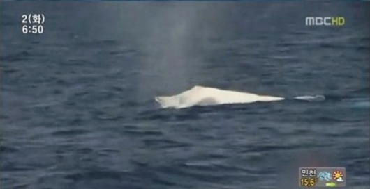 지구상 단 1마리…온몸이 하얀 혹등고래 발견돼