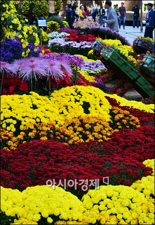 [포토]국화꽃 구경하는 시민들