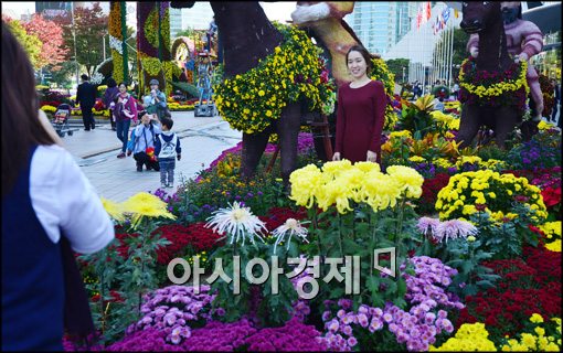 [포토]만개한 국화 속에 사진찍기