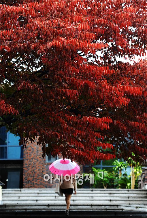 [포토]붉게 익어가는 가을