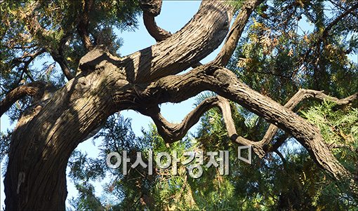 [포토]국내 최고령 나무