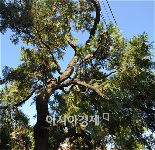 [포토]서울에서 가장 오래된 나무는 어디에?