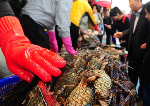 [포토]가을 꽃게 풍년