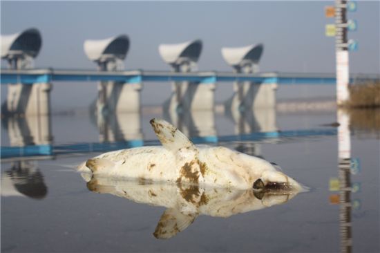 금강에서 물고기 수만마리가 떼죽음을 당했다. 환경단체는 정부의 4대강사업이 원인이라고 주장했다. 부여보 하류에서 죽어 물 위에 떠오른 물고기 모습.