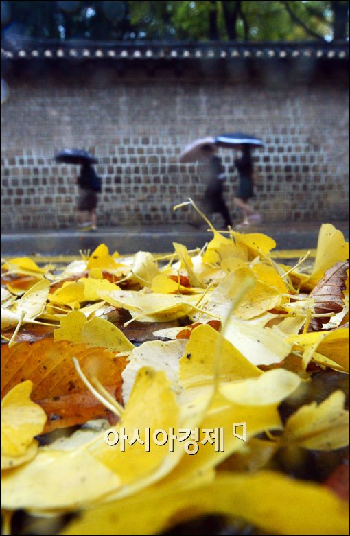 [포토]가을비 내린 서울, 쌓인 낙엽길 걷는 시민들