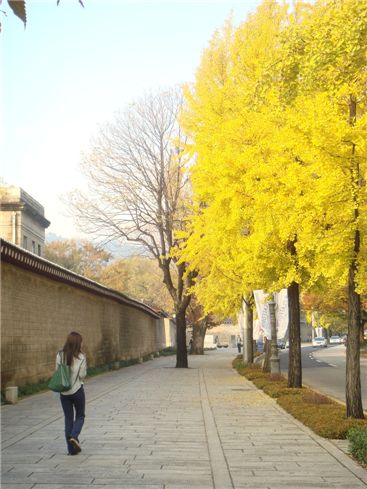 [포토]"가을에...나는 걷고 싶다!"… 서울 '아름다운 단풍길'