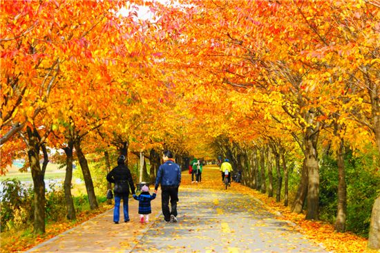 [포토]"가을에...나는 걷고 싶다!"… 서울 '아름다운 단풍길'