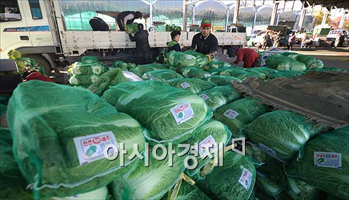 [포토]'다가오는 김장철, 급등하는 배추값'
