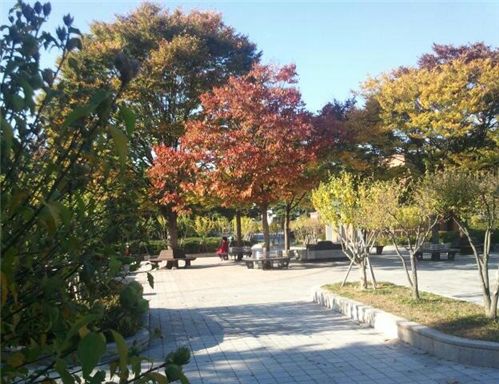 ▲ 옛 중앙정보부 안가가 위치했던 무궁화동산의 현재 모습. 내리쬐는 햇볕과 바람에 나부끼는 단풍잎으로 가을의 정취가 가득하다.