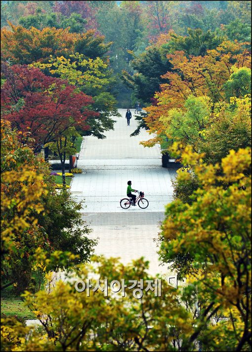 [포토]단풍나무 주변에서 자전거 타는 시민