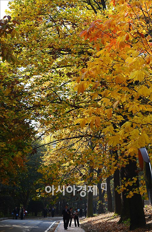 [포토]샛노란 가을