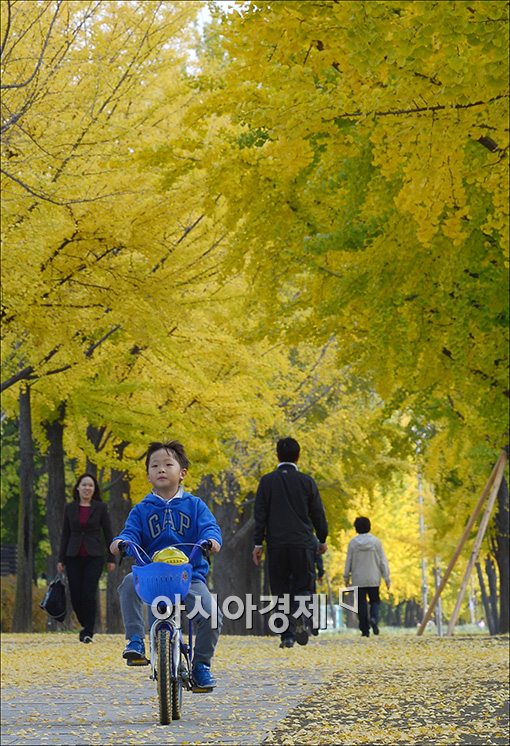 [포토]'새노란 가을길을 달리다'
