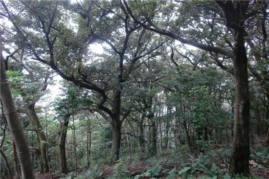 올해 가장 아름다운 숲으로 뽑힌 ‘가거도 난대숲’ 전경