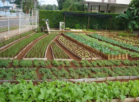 쿠바 농업의 중심, 오가노포니코의 모습. 이랑을 벽돌, 나무, 천 등으로 만든 뒤 안에 흙을 넣어 채소를 키운다.