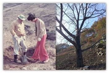사진 왼쪽은 故 최종현 SK그룹 선대회장과 박계희 여사 내외가 1977년 3월에 호두나무 묘목을 심고 있는 모습. 사진 오른쪽은 기념식수한 호두나무의 2012년 11월2일 모습. 