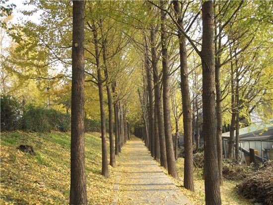 낙엽이 아름다운 송정제방길, 장미-벚꽃길 조성