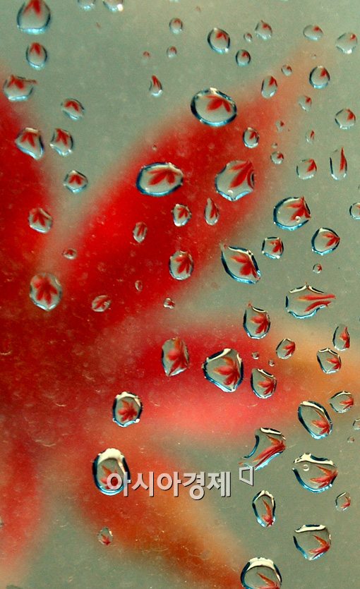 [포토]가을이 지나간다