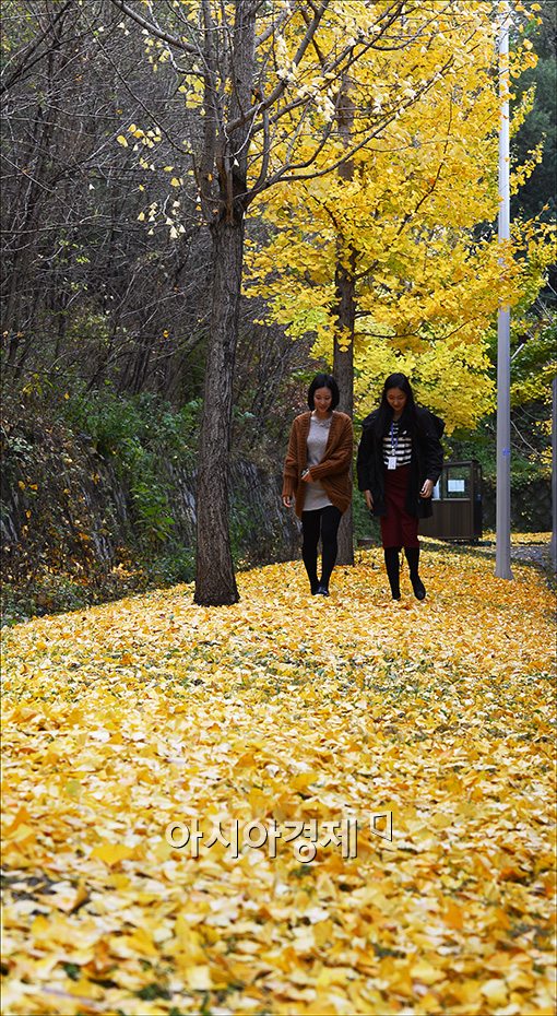 [포토]가을비 내린 거리엔 단풍이
