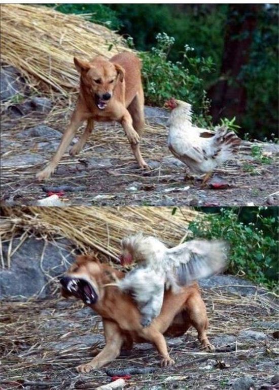 용맹한 닭, 몸집 큰 개도 단 번에 제압 '반전상황'