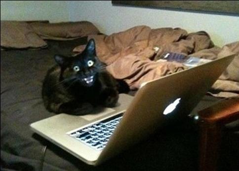 신세계 본 고양이, 모니터 보고 '깜놀'