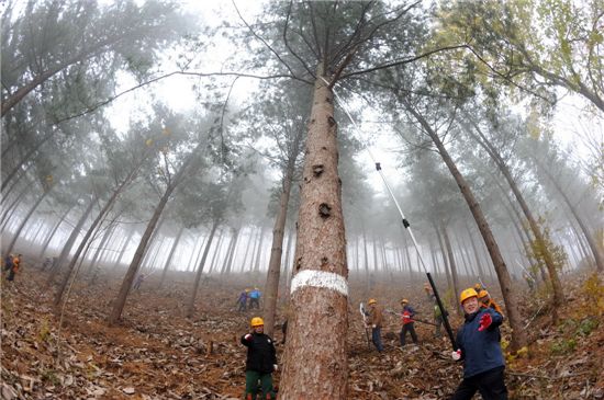 김남균(앞줄 오른쪽) 산림청 차장이 숲가꾸기에 열심이다.